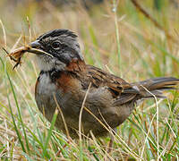 Rufous-collared Sparrow