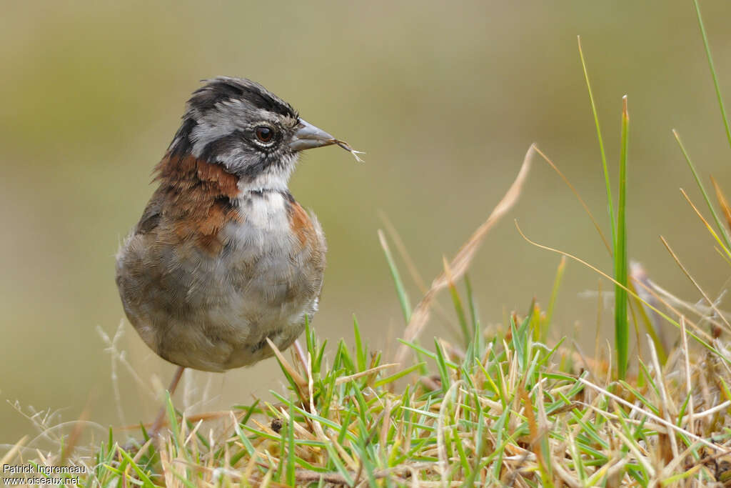 Rufous-collared Sparrowsubadult, feeding habits