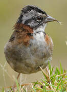 Rufous-collared Sparrow