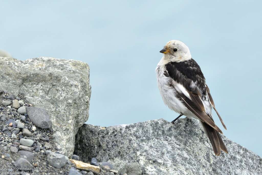 Bruant des neiges mâle adulte transition, mue