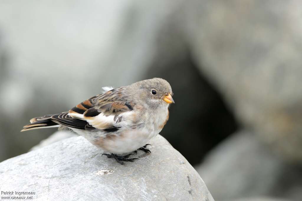 Bruant des neiges femelle 1ère année, identification