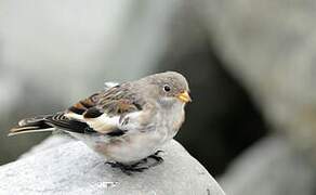 Snow Bunting