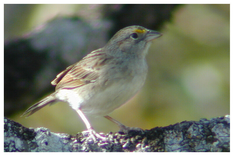 Grassland Sparrowadult