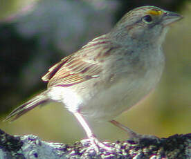 Bruant des savanes