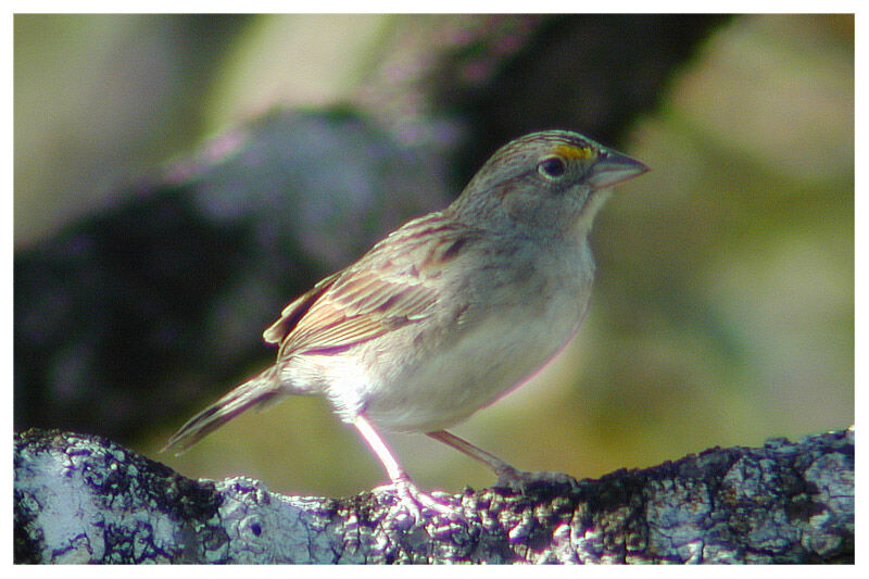 Grassland Sparrowadult