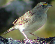 Grassland Sparrow