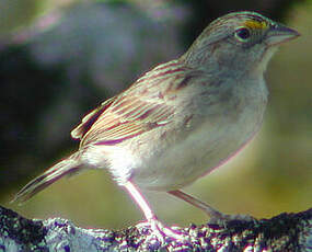 Bruant des savanes