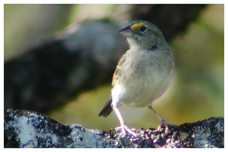 Bruant des savanesadulte