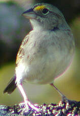 Bruant des savanes