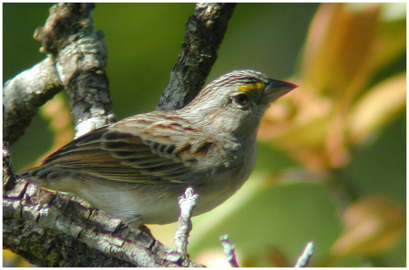 Grassland Sparrowadult