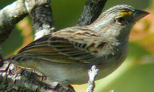 Bruant des savanes