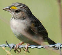 Grassland Sparrow