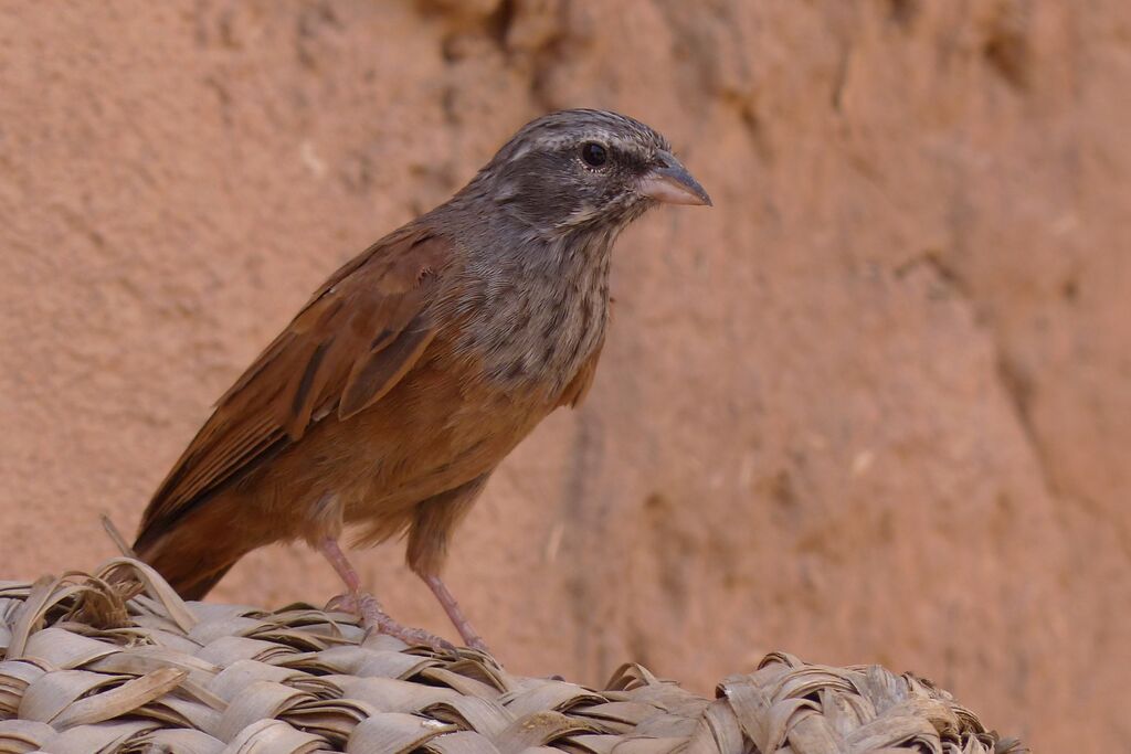 Bruant du Sahara