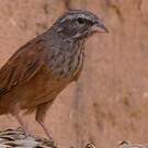 Bruant du Sahara