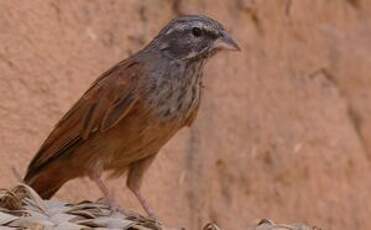 Bruant du Sahara