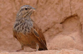 House Bunting