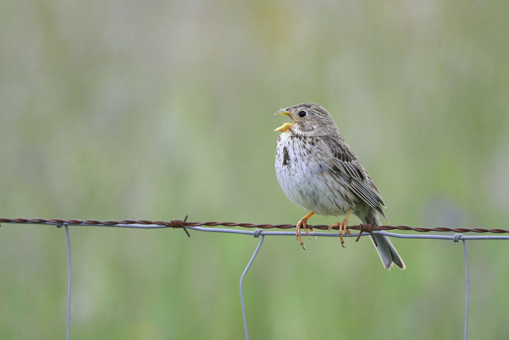 Corn Buntingadult breeding, song