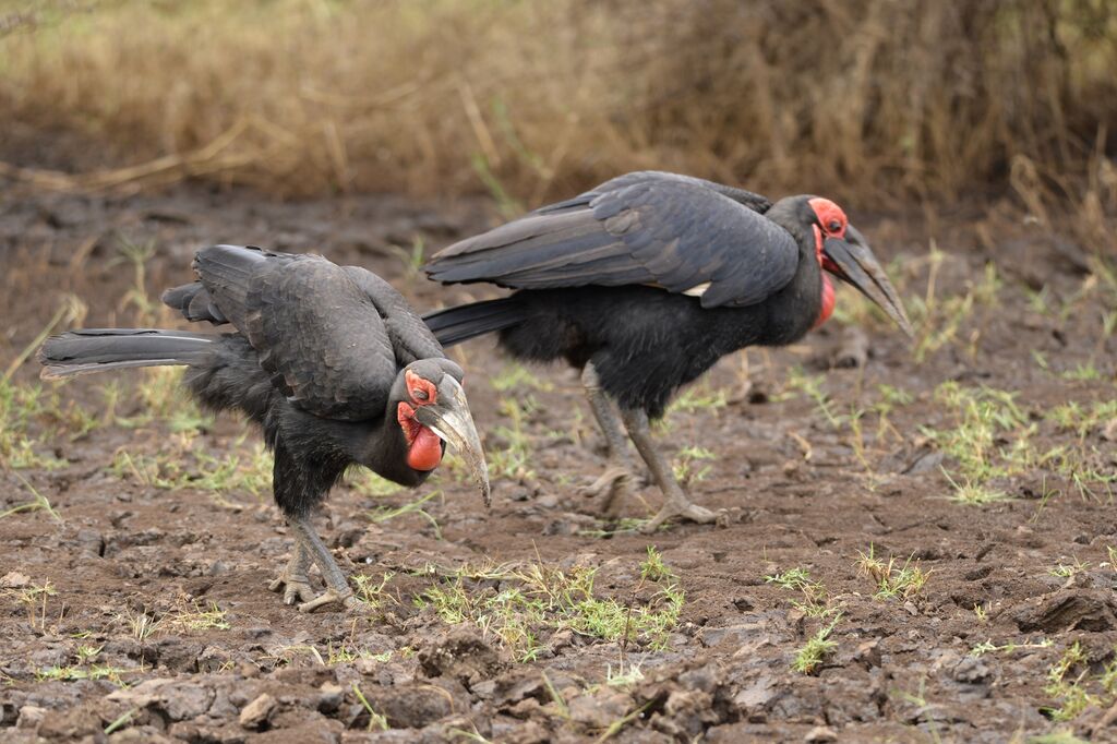 Southern Ground Hornbill male adult