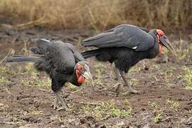 Southern Ground Hornbill