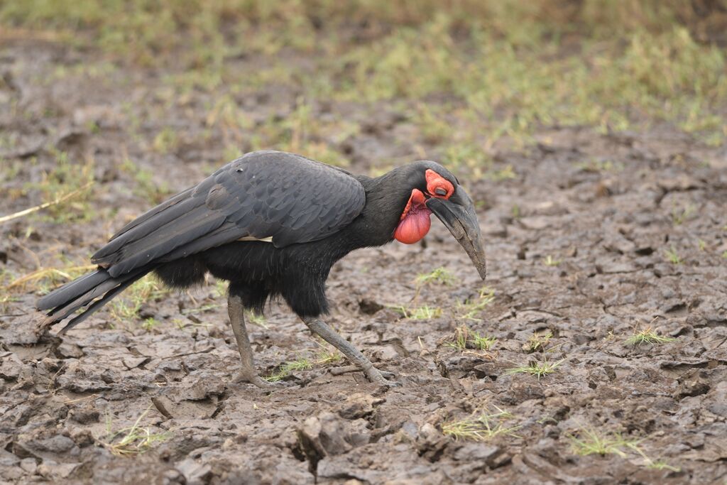 Southern Ground Hornbill male adult