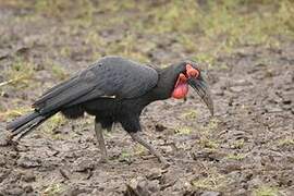 Southern Ground Hornbill