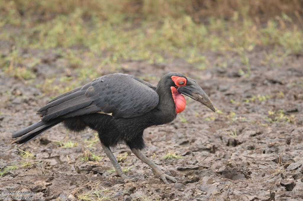 Southern Ground Hornbill male adult, fishing/hunting