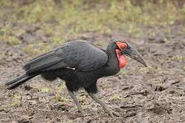 Southern Ground Hornbill