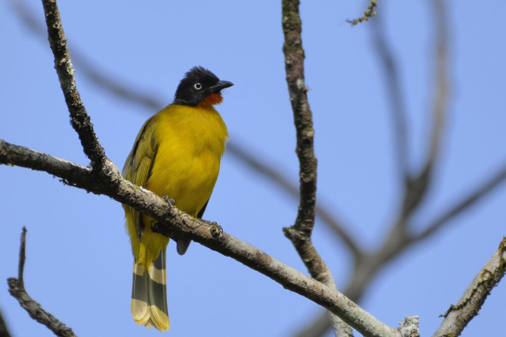 Bulbul à gorge rubisadulte