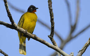 Flame-throated Bulbul