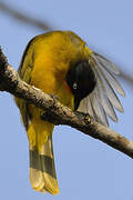 Flame-throated Bulbul