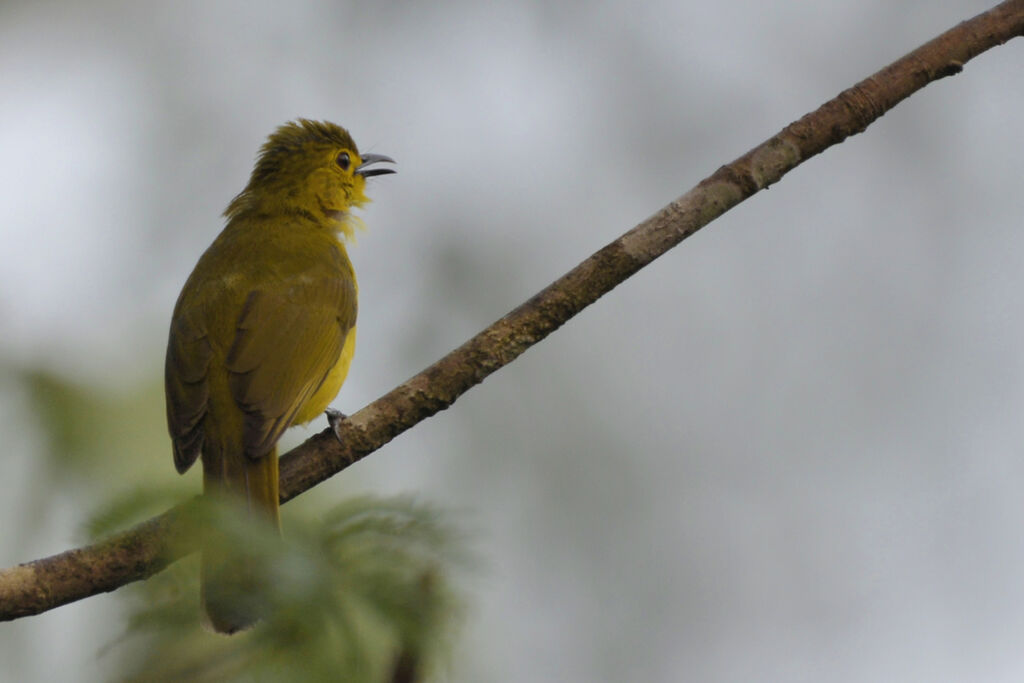 Bulbul à sourcils d'oradulte