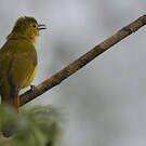 Bulbul à sourcils d'or