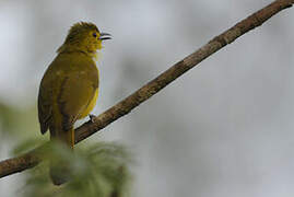 Yellow-browed Bulbul