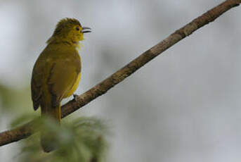 Bulbul à sourcils d'or