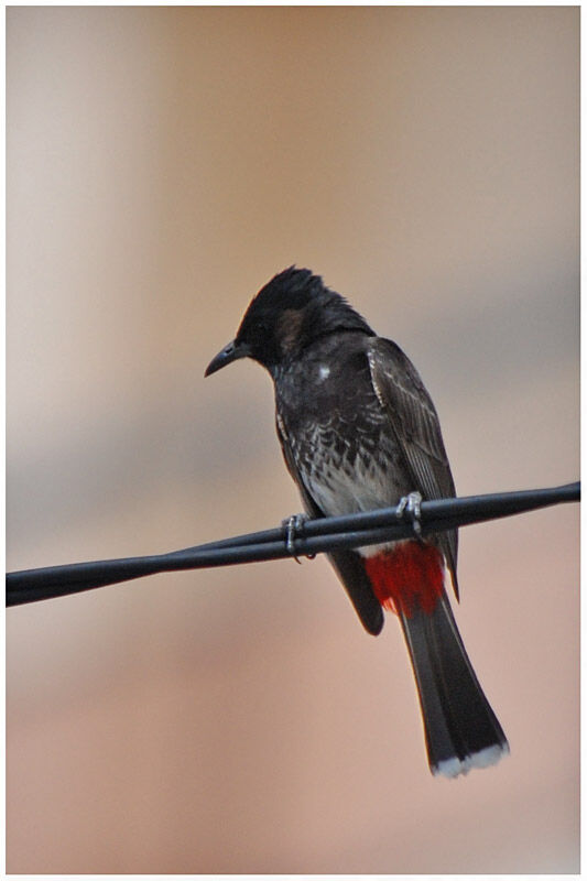 Bulbul à ventre rougeadulte