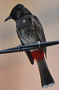 Red-vented Bulbul