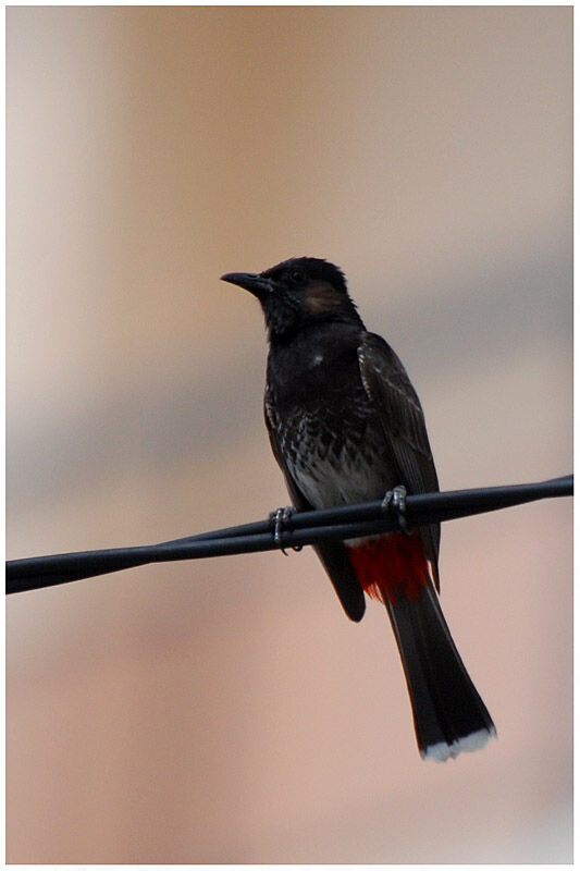 Bulbul à ventre rougeadulte