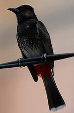 Bulbul à ventre rouge