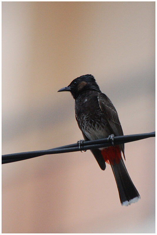 Bulbul à ventre rougeadulte