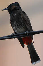 Bulbul à ventre rouge