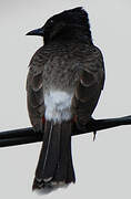 Red-vented Bulbul