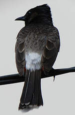 Bulbul à ventre rouge