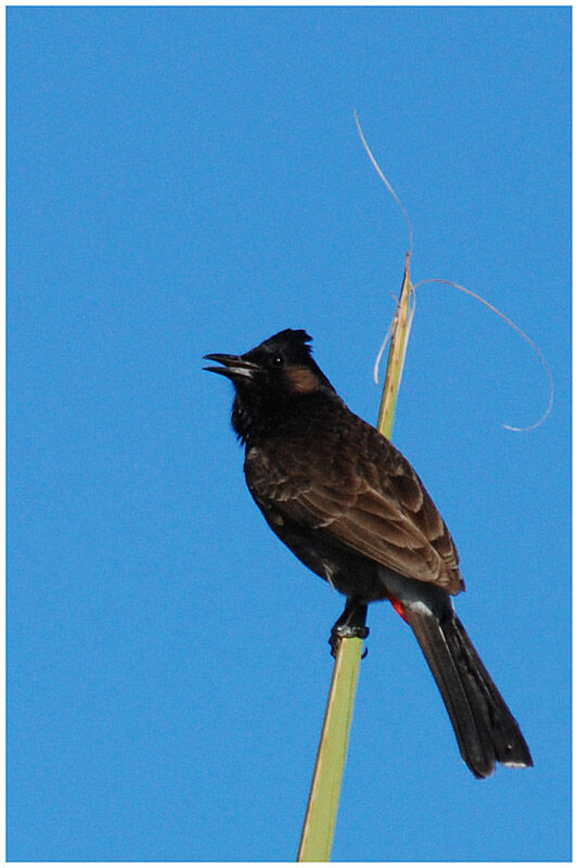 Bulbul à ventre rougeadulte