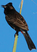 Red-vented Bulbul