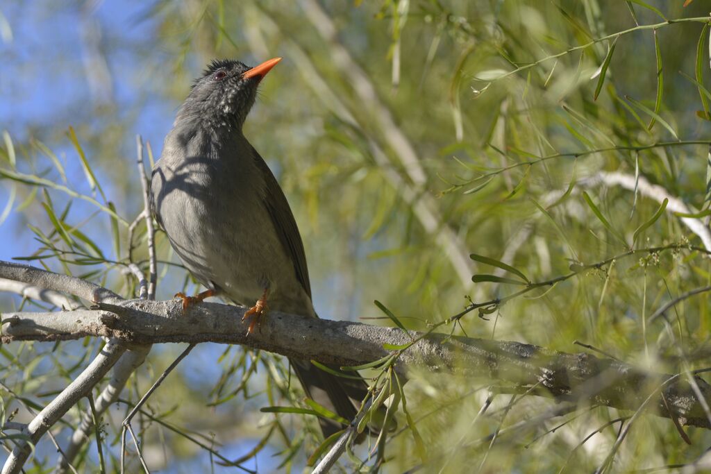 Bulbul de Madagascaradulte