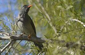 Malagasy Bulbul