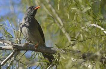 Bulbul de Madagascar