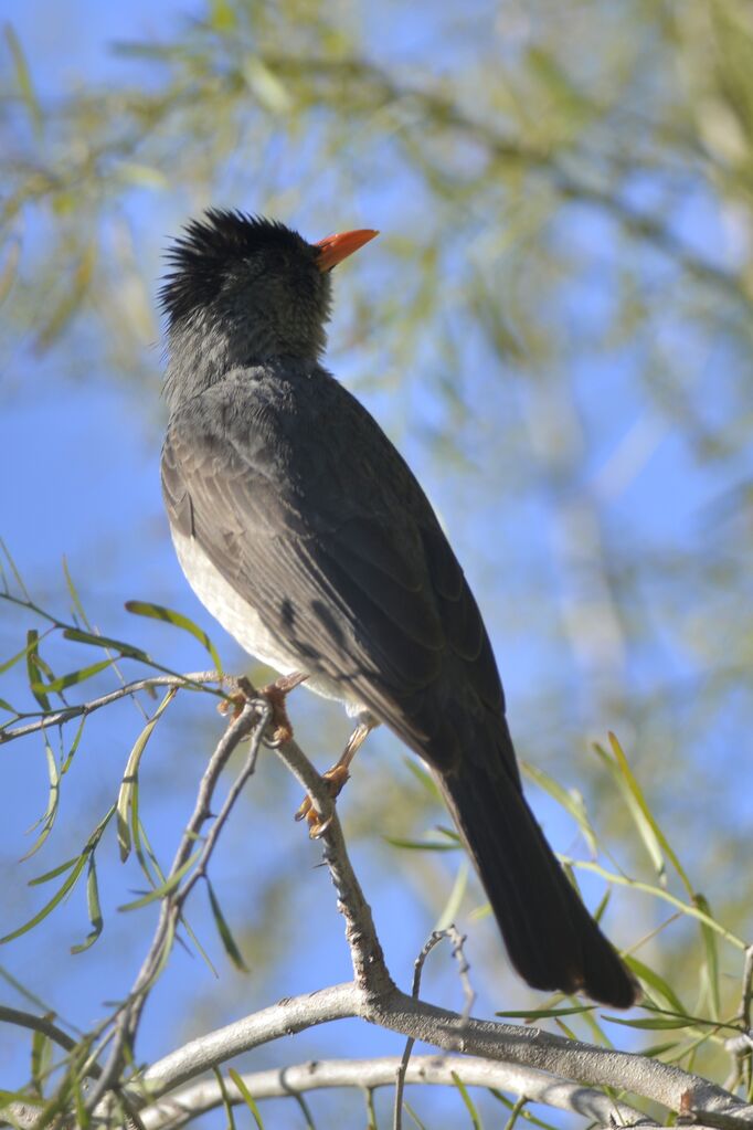 Bulbul de Madagascaradulte