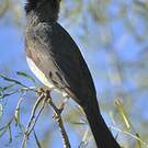 Bulbul de Madagascar