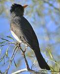 Bulbul de Madagascar